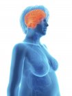 Ilustración de la silueta azul de la mujer obesa con el cerebro resaltado . - foto de stock