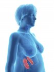 Illustration der blauen Silhouette einer fettleibigen Frau mit hervorgehobenen Nieren. — Stockfoto