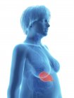 Illustration of blue silhouette of obese woman with highlighted spleen. — Stock Photo