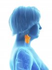Side view illustration of blue silhouette of obese woman with highlighted larynx. — Stock Photo