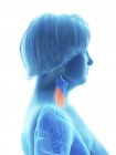 Side view illustration of blue silhouette of obese woman with highlighted thyroid gland. — Stock Photo