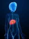 Illustration of human silhouette with inflamed liver. — Stock Photo