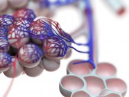 Digitale Darstellung menschlicher Lungenbläschen auf weißem Hintergrund. — Stockfoto