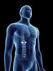 Illustration of adrenal glands in transparent male silhouette. — Stock Photo