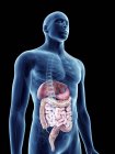Ilustración del sistema digestivo en silueta masculina transparente . - foto de stock