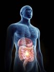 Illustration of human silhouette with painful digestive system. — Stock Photo