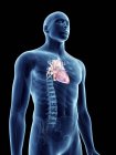 Ilustración del corazón en silueta masculina transparente . - foto de stock