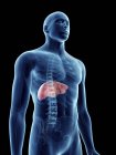 Illustration of liver in transparent male silhouette. — Stock Photo