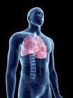 Illustrazione dei polmoni in silhouette maschile trasparente . — Foto stock