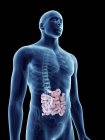Illustration of small intestine in transparent male silhouette. — Stock Photo
