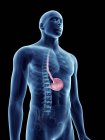 Illustration of stomach in transparent male silhouette. — Stock Photo
