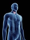 Ilustración de la glándula tiroides en silueta masculina transparente . - foto de stock