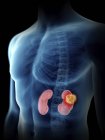 Illustration of kidneys in transparent male silhouette. — Stock Photo