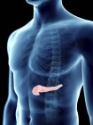 Illustration of pancreas in transparent male silhouette. — Stock Photo