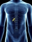 Ilustração da vesícula biliar em silhueta masculina transparente . — Fotografia de Stock