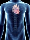 Illustration of heart in transparent male silhouette. — Stock Photo