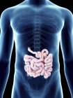 Illustration of small intestine in transparent male silhouette. — Stock Photo