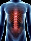 Ilustración de la columna vertebral dolorosa en silueta masculina transparente . - foto de stock