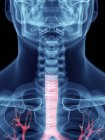 Illustration of trachea in transparent male silhouette. — Stock Photo