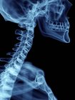 Illustrazione ravvicinata della silhouette blu trasparente dello scheletro con colonna vertebrale cervicale colorata . — Foto stock