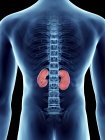 Mid section illustration of transparent blue silhouette of male body with colored kidneys. — Stock Photo