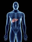 Ilustração da silhueta azul transparente do corpo masculino com fígado colorido
. — Fotografia de Stock