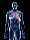 Illustration de la silhouette bleue transparente du corps masculin avec poumons colorés
. — Photo de stock