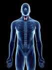 Ілюстрація прозорі синій силует чоловічого тіла з кольоровими щитовидної залози. — стокове фото