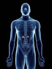 Ilustração da silhueta azul transparente do corpo masculino com ureteres coloridos
. — Fotografia de Stock