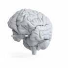 Ілюстрація моделі білого людського мозку на звичайному тлі . — стокове фото