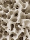 Digitale Abbildung der menschlichen Knochenstruktur. — Stockfoto