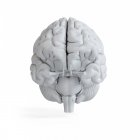 Ilustración del modelo de cerebro humano blanco sobre fondo liso
. - foto de stock