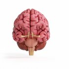 Ilustración del cerebro humano rosa realista sobre fondo blanco
. - foto de stock
