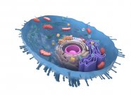 Ilustración digital ampliada de la sección transversal de células humanas . - foto de stock