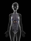 Ilustração da silhueta da mulher idosa mostrando glândulas supra-renais no fundo preto . — Fotografia de Stock