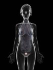 Ілюстрація силуету старшої жінки, що показує сечовий міхур на чорному тлі . — стокове фото