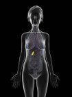 Ilustración de la silueta de la mujer mayor que muestra la vesícula biliar sobre fondo negro . - foto de stock