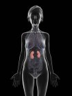 Ilustração de silhueta de mulher sênior mostrando rins em fundo preto . — Fotografia de Stock