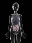 Ilustración de la silueta de la mujer mayor que muestra el intestino delgado sobre fondo negro . - foto de stock