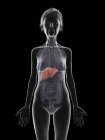 Ілюстрація силуету старшої жінки, що показує печінку на чорному тлі . — стокове фото