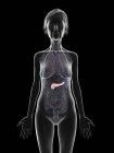 Серый силуэт пожилой женщины, показывающий поджелудочную железу в теле, иллюстрация . — стоковое фото