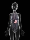 Серый силуэт пожилой женщины с выделенным желудком, медицинская иллюстрация . — стоковое фото