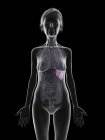Graue ältere weibliche Silhouette mit Milz im Körper, Abbildung. — Stockfoto