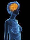 Medical illustration of silhouette of senior woman with highlighted brain on black background. — Stock Photo