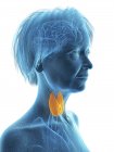Silueta azul de silueta de mujer mayor con glándula tiroides resaltada, ilustración . - foto de stock