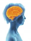 Ilustración médica de la silueta de la mujer mayor con el cerebro resaltado sobre fondo blanco . - foto de stock