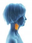 Illustration de la silhouette bleue femme âgée avec larynx surligné sur fond blanc . — Photo de stock