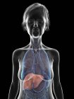 Ilustração de silhueta de mulher sênior mostrando fígado em fundo preto . — Fotografia de Stock