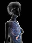 Grey silhouette of senior woman showing pancreas in body, illustration. — Stock Photo