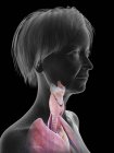 Illustration of senior woman silhouette showing throat anatomy on black background. — Stock Photo